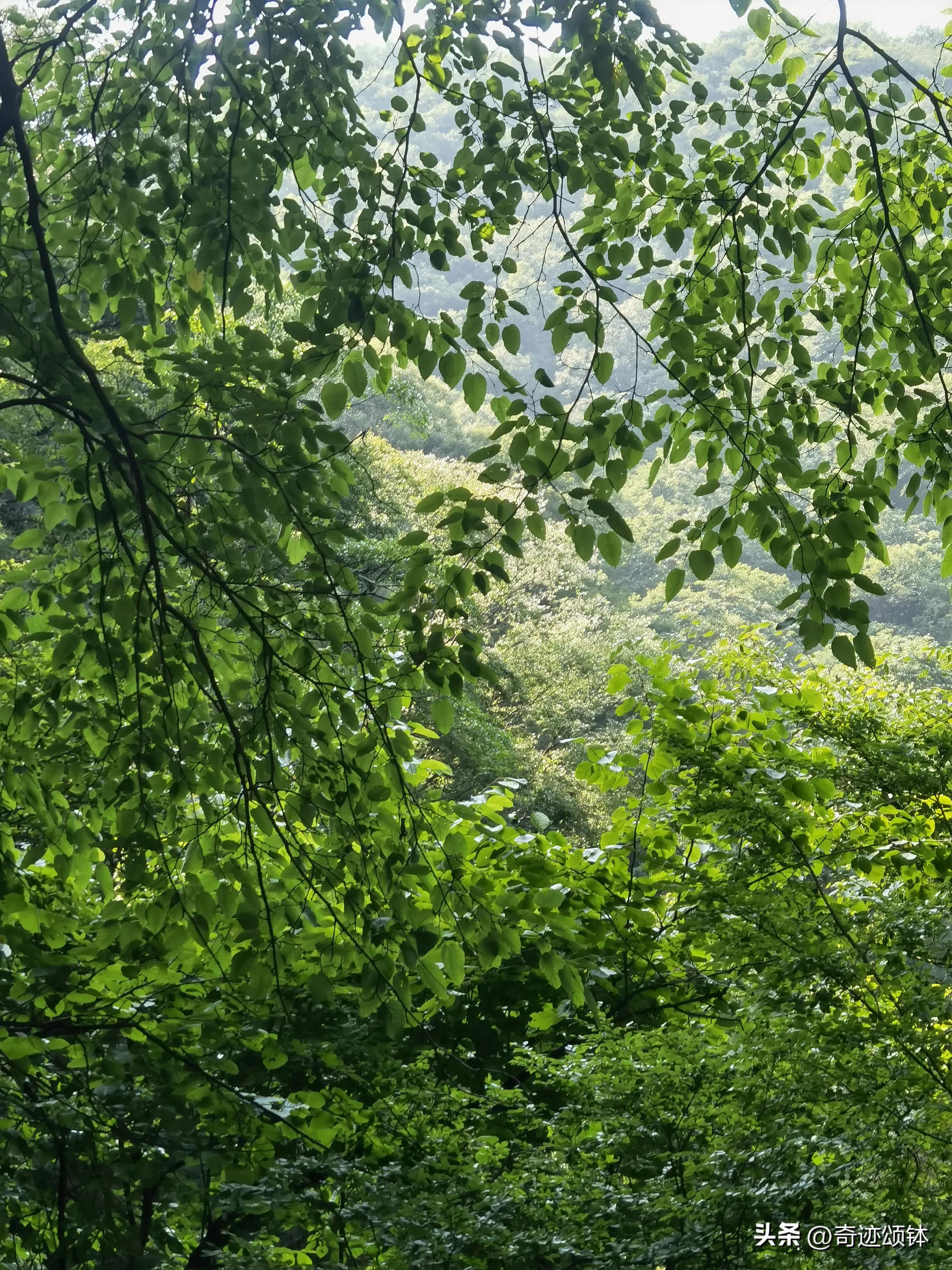 山有木兮木有枝全文,山有木兮木有枝完整诗词