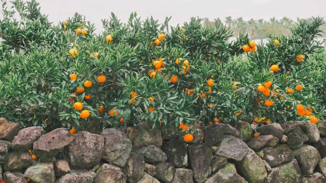 济州岛一场说走就走的旅行,济州岛说走就走