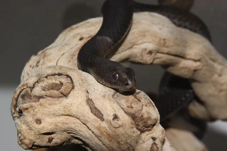 「原来欧洲有这么多种蛇？！」偷师卡塞尔的豢龙大师·下