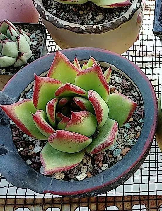 口红给你带来的魅力,口红的魅力无限