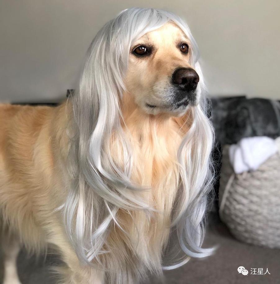 主人监控金毛,主人跟踪狗狗