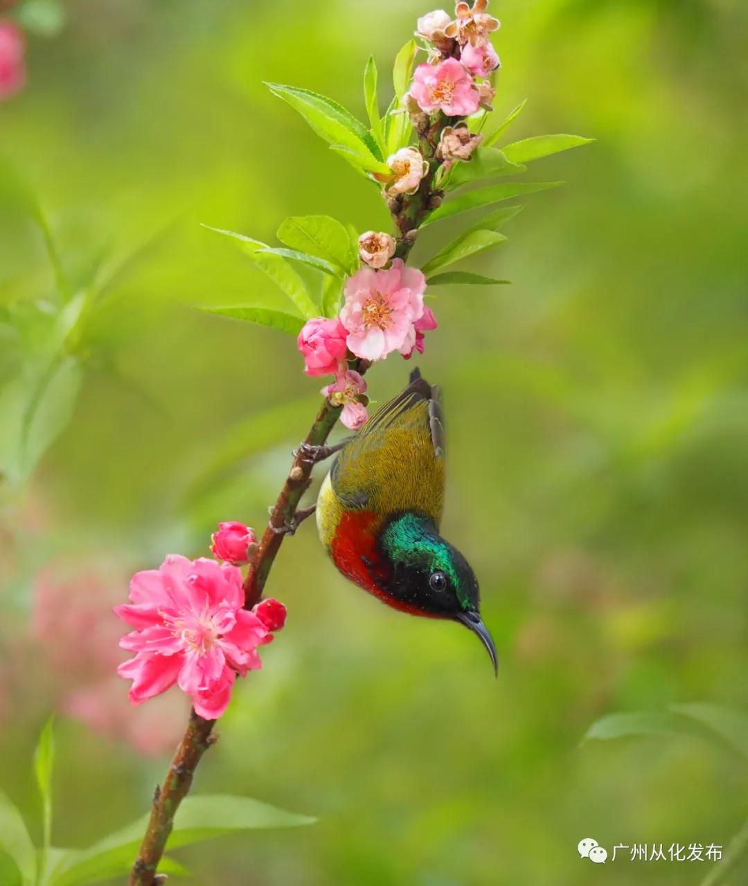 从化区宜居环境,广州市从化区绿色家园
