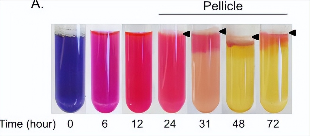 铜绿假单胞菌在氧化还原的小菌落变异机制，适应性策略与生存优势