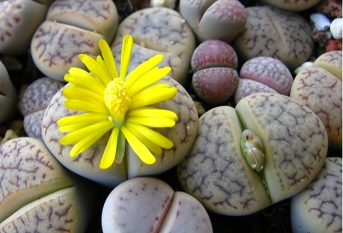 女子8年种多肉成多肉界天花板,100种多肉造型图