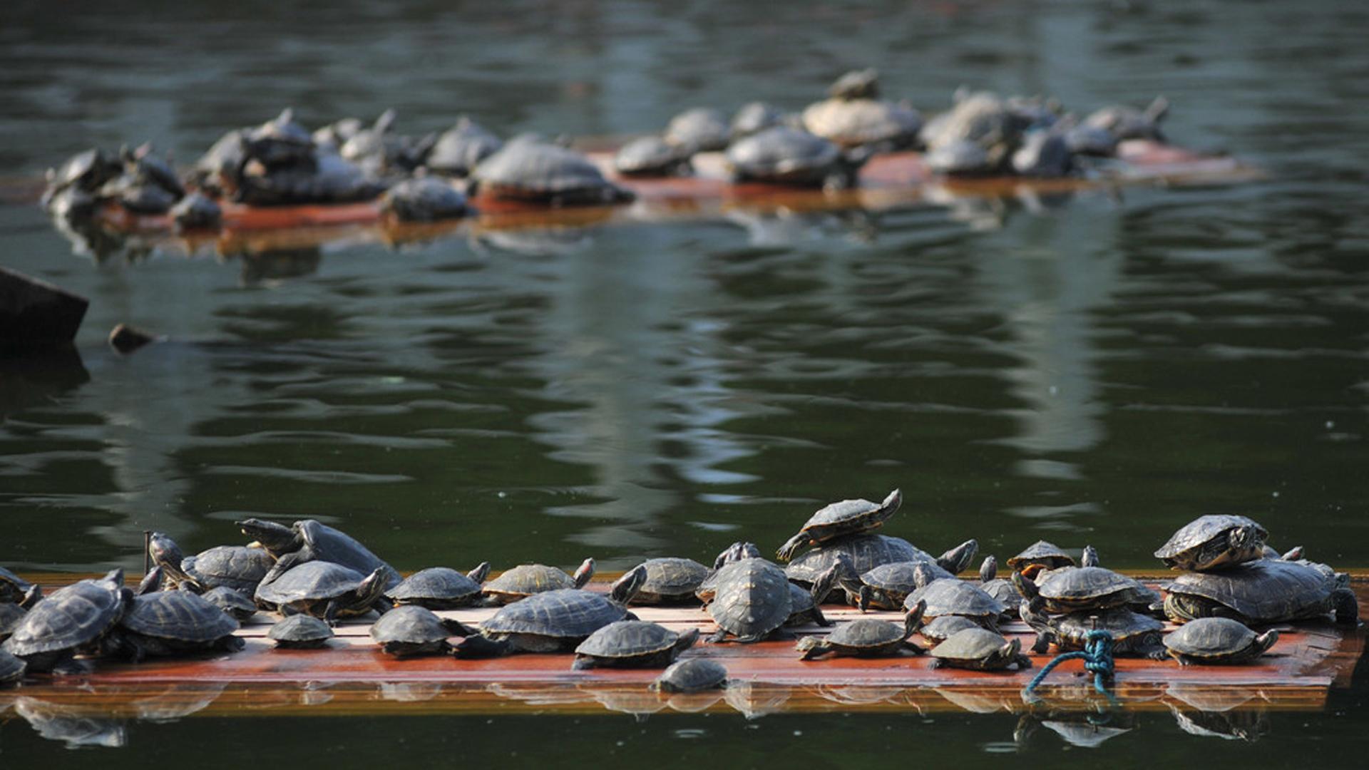 灵隐寺旁现大量乌龟死亡,投毒杭州事件