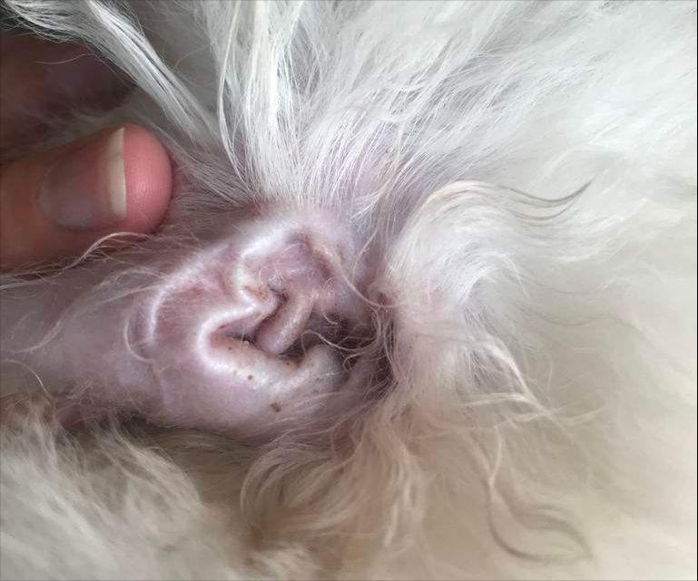 比熊泪痕怎么洗掉,比熊有泪痕怎么办