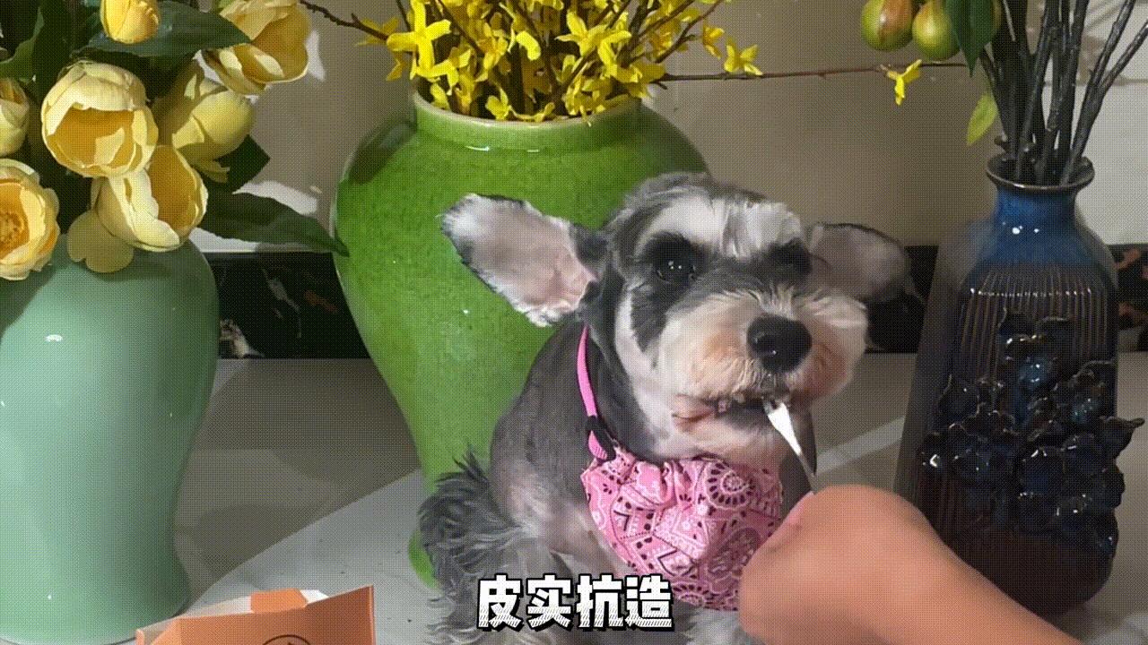 美国可卡犬建议养吗,美国可卡适合家养吗