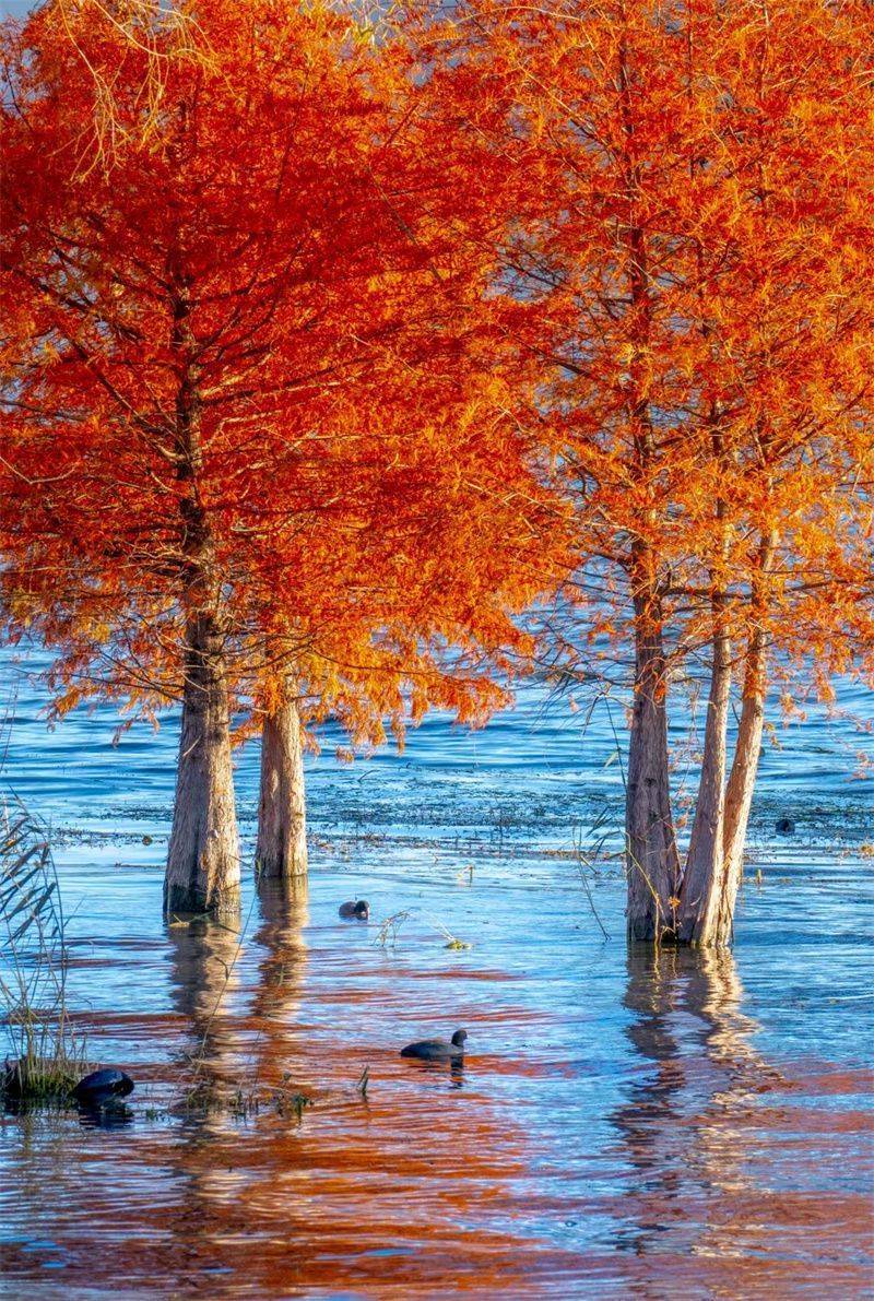 大理开启大理之旅,冬季的大理适合旅游吗