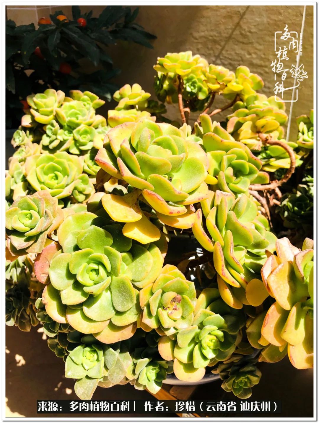 给生命一份淡然还岁月一份从容,给生命留一份洒脱的话