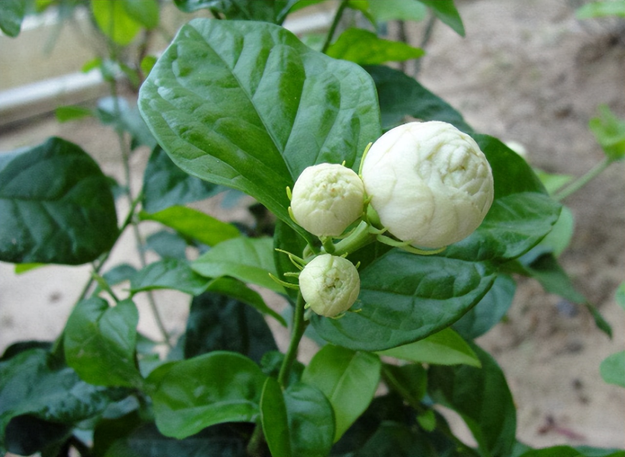 此花颜值出众，芬芳馥郁，花期长，可盆栽，一起来看看