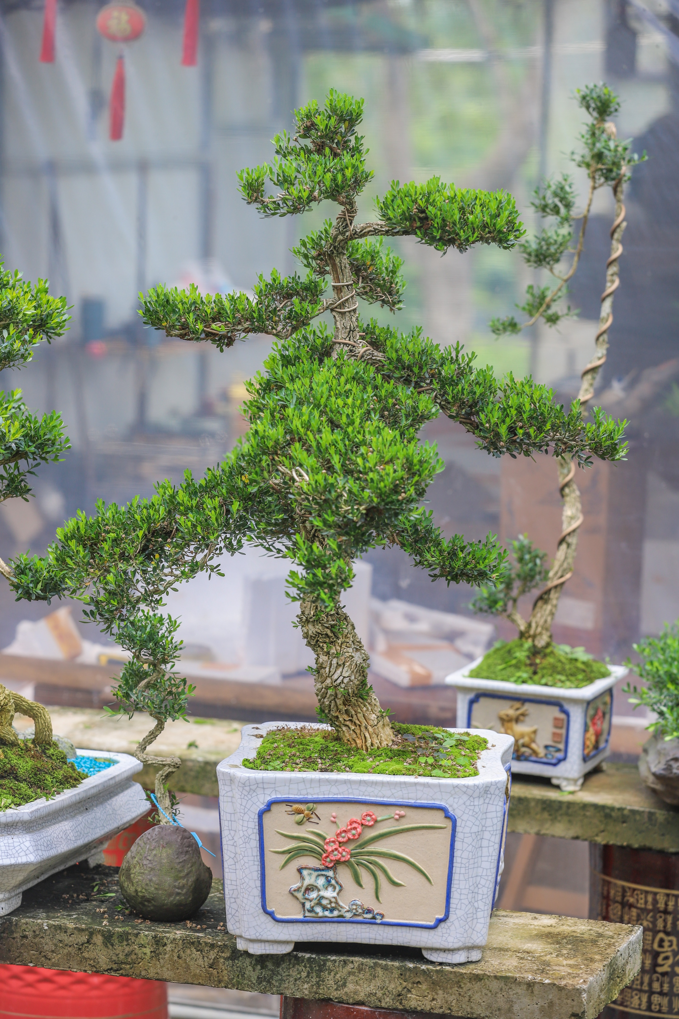 走进花果苗木之乡洪阳镇，探索“万花园”花木致富的产业密码