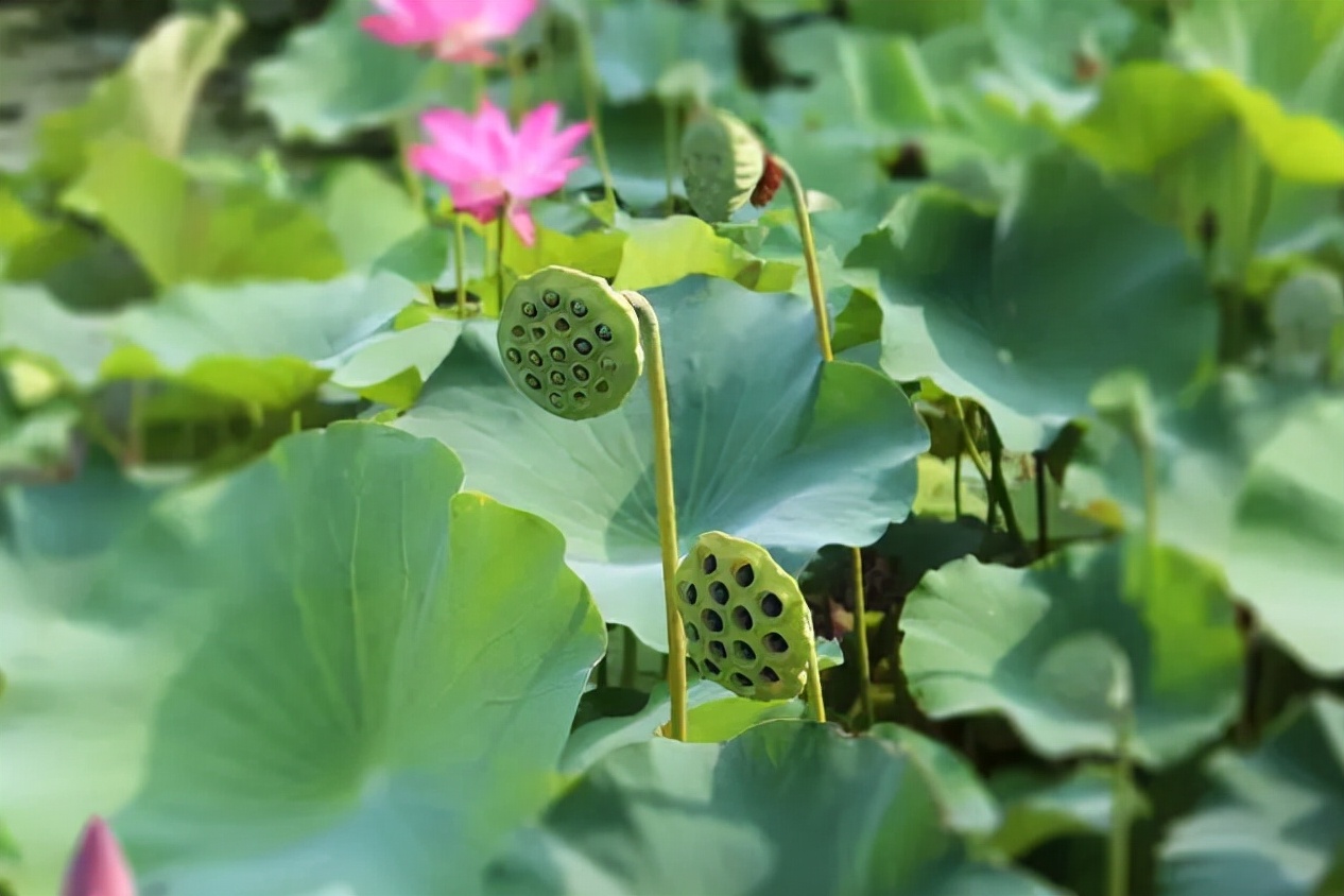 十大田园诗词排行榜,孟浩然过故人庄全诗欣赏