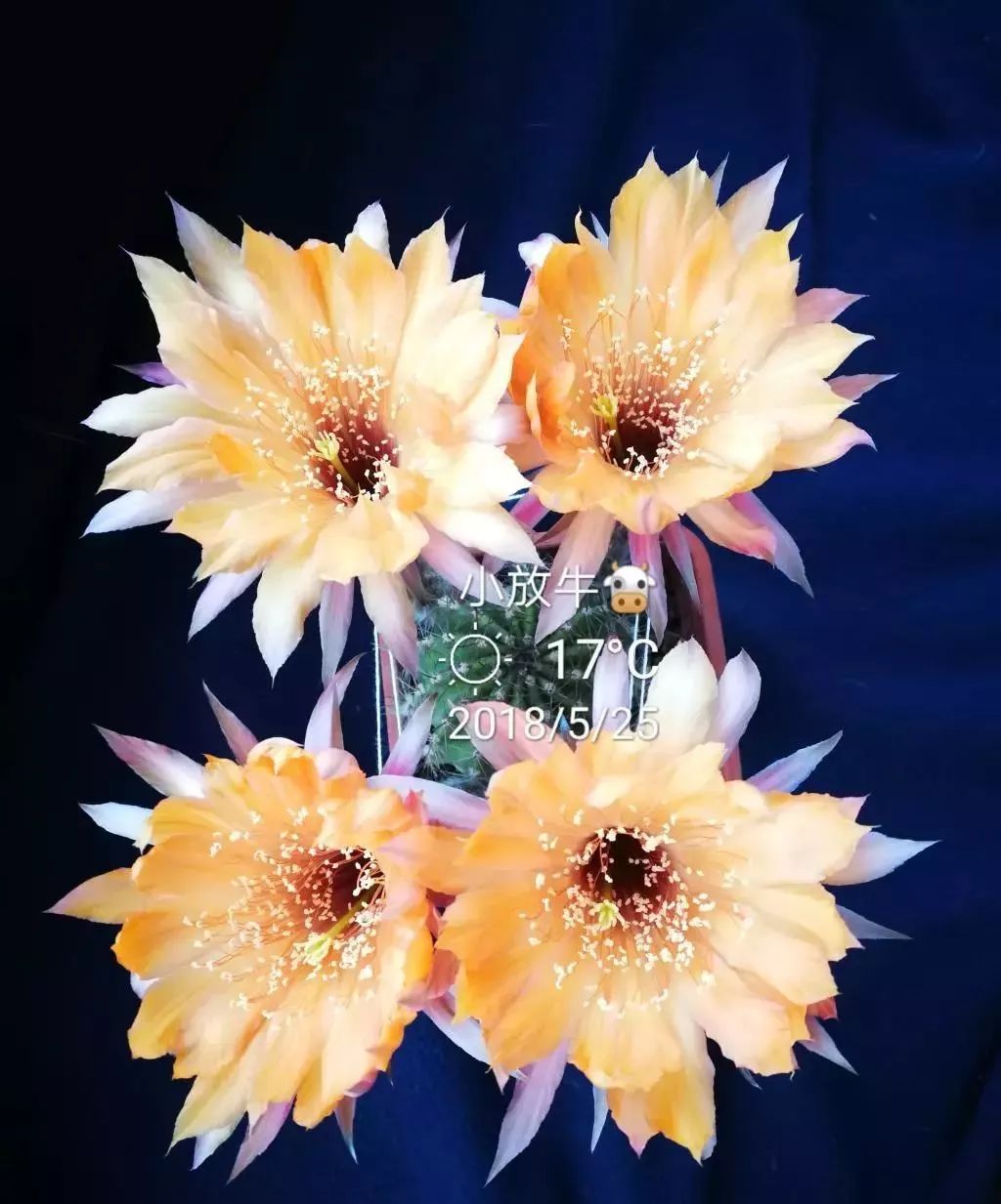 200种·仙人球开花图鉴，大开眼界，美到爆