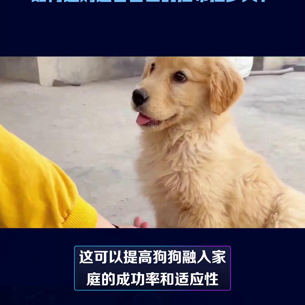 如何选购适合自己的拉布拉多犬？#狗狗