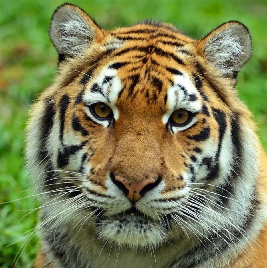 带虎的成语50个,带虎的简单成语200个