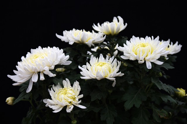 大姨妈来了能肛检吗,大姨