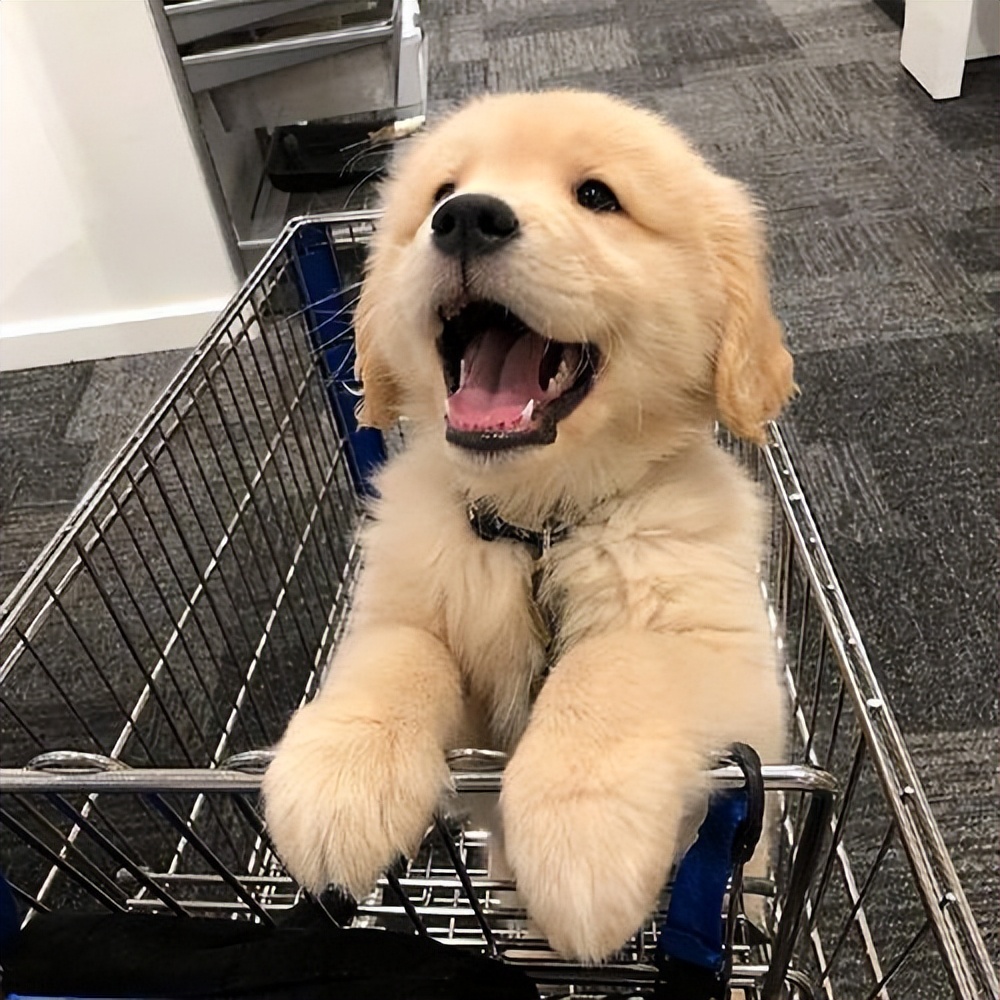 世界最聪明温顺不掉毛的狗排名,哪种狗性格温顺安静而且忠于主人