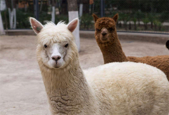 中国的羊驼为什么那么多,羊驼在中国受欢迎吗