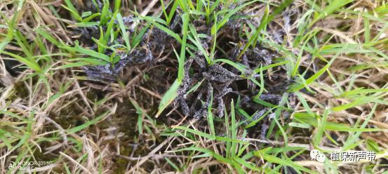 草坪锈病的病害预测及防治策略,草坪病害识别与防治