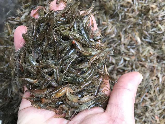 小龙虾100元5斤纯虾,虾田米700克一袋包邮