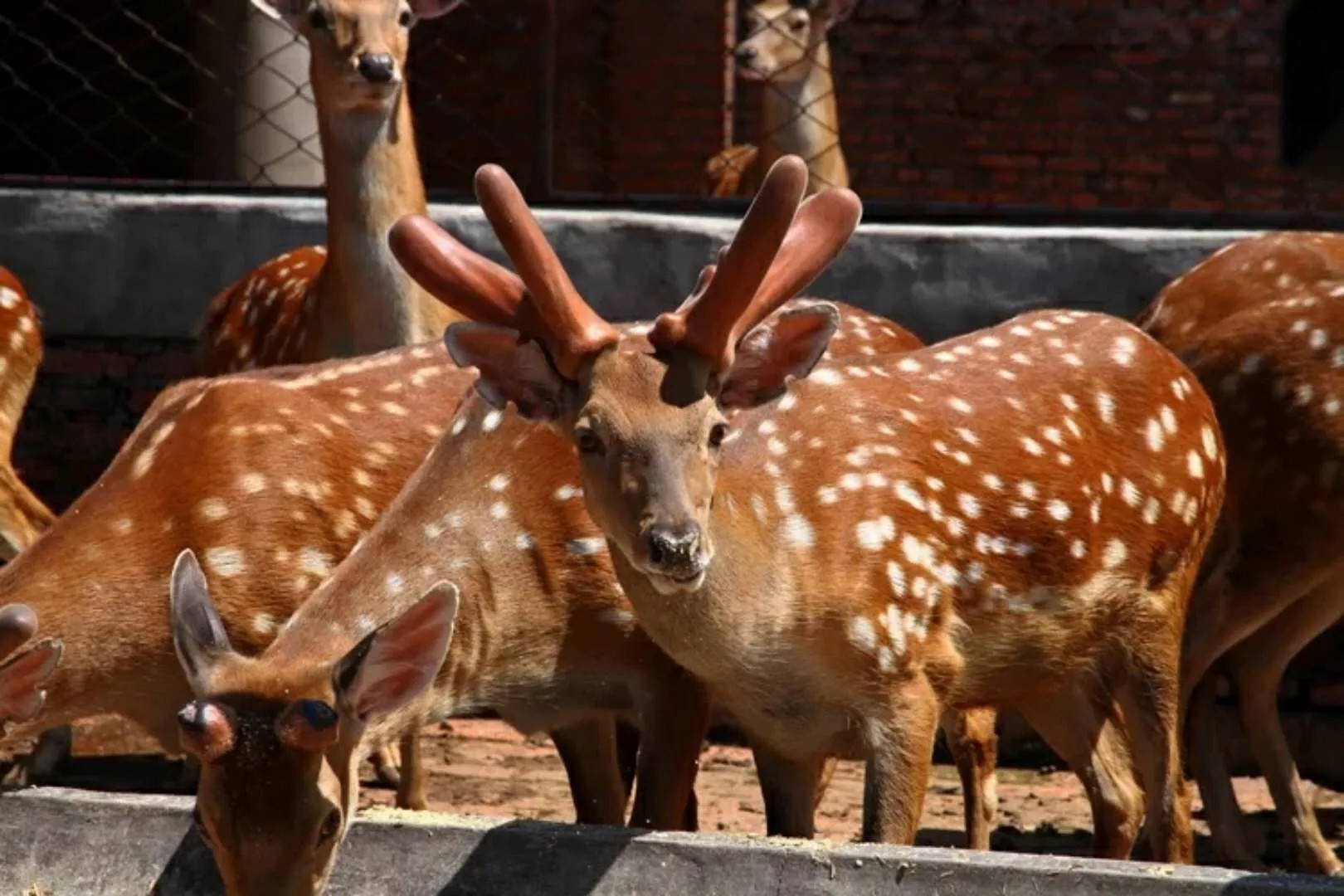 鹿一身都是宝,鹿茸那么贵为什么养鹿不赚钱