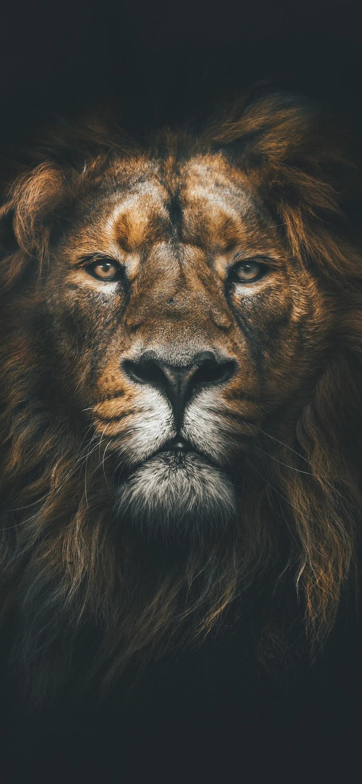 猛兽壁纸,猛兽壁纸霸气