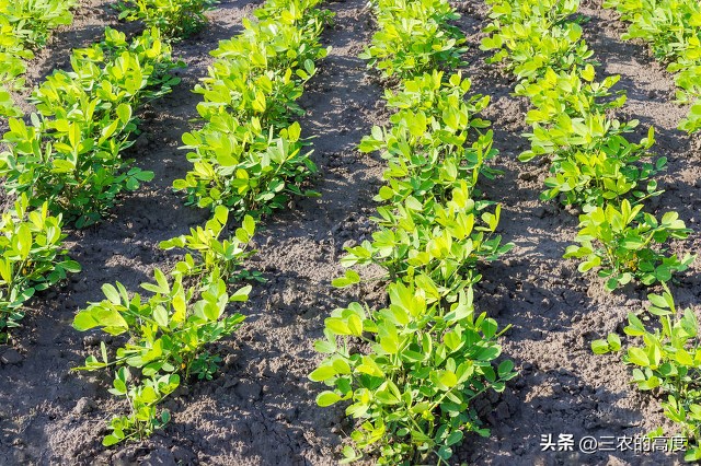 花生专用肥和花生药肥哪个效果好,花生微肥使用时间