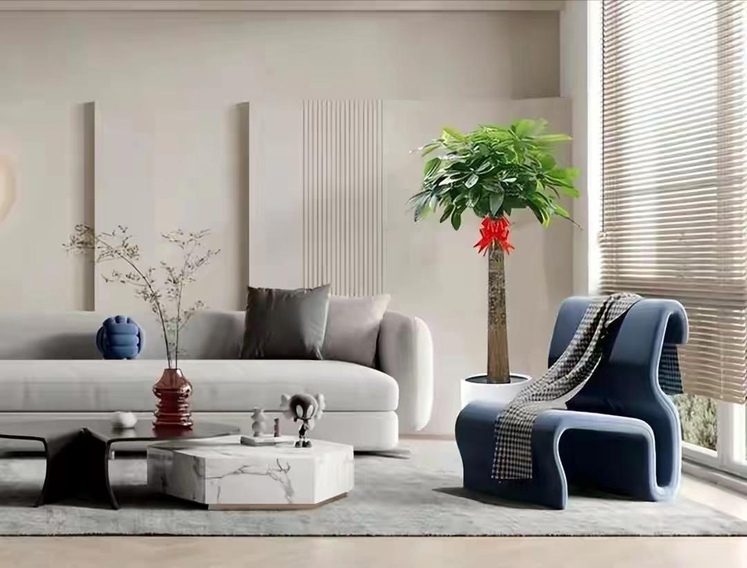 客厅大花盆栽树,100种家庭客厅盆栽树