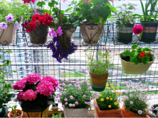 家里养什么花最好看又香又旺财,最旺家的10种花你家里有几种