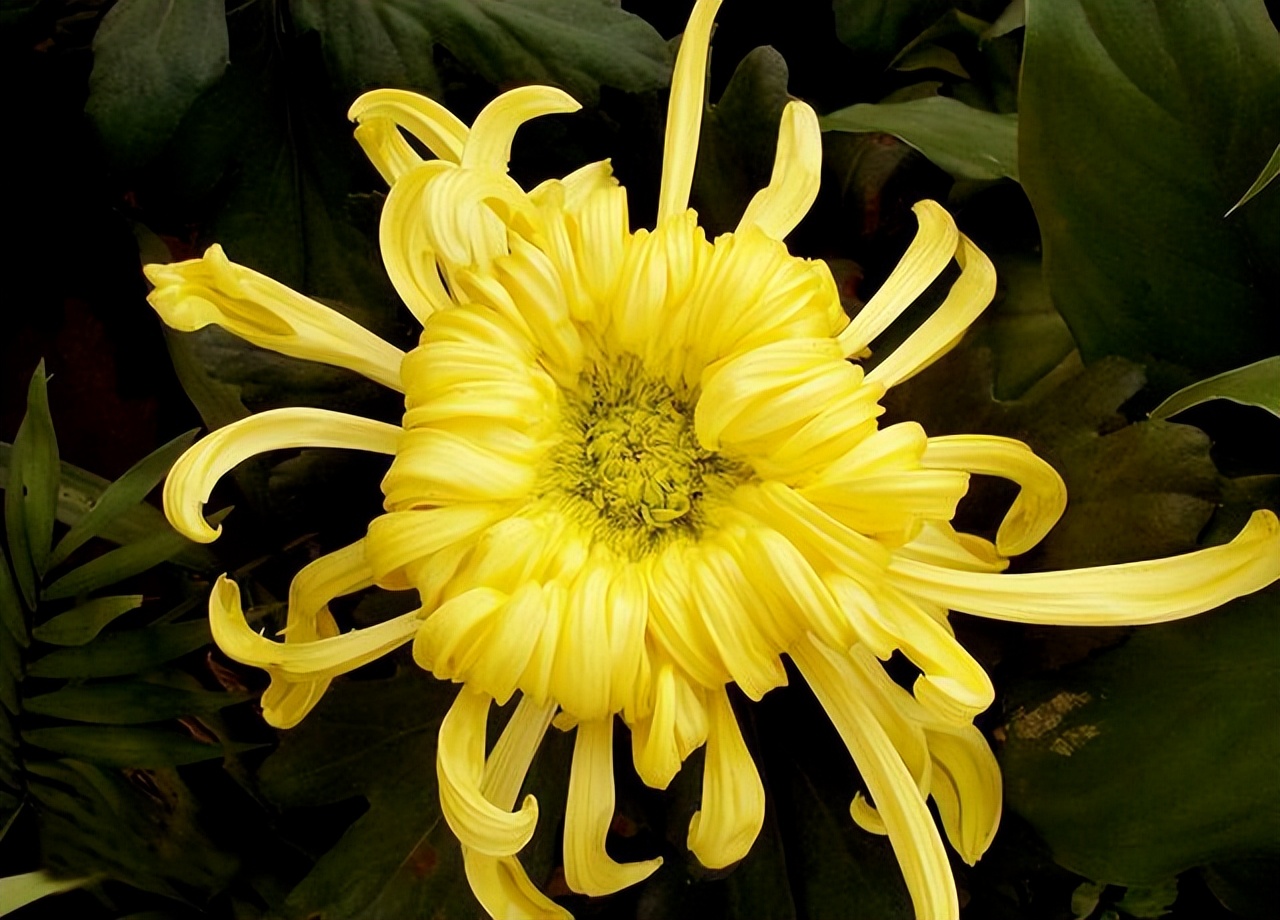 肛裂三联征是什么病,肛裂三联症可保守治疗吗