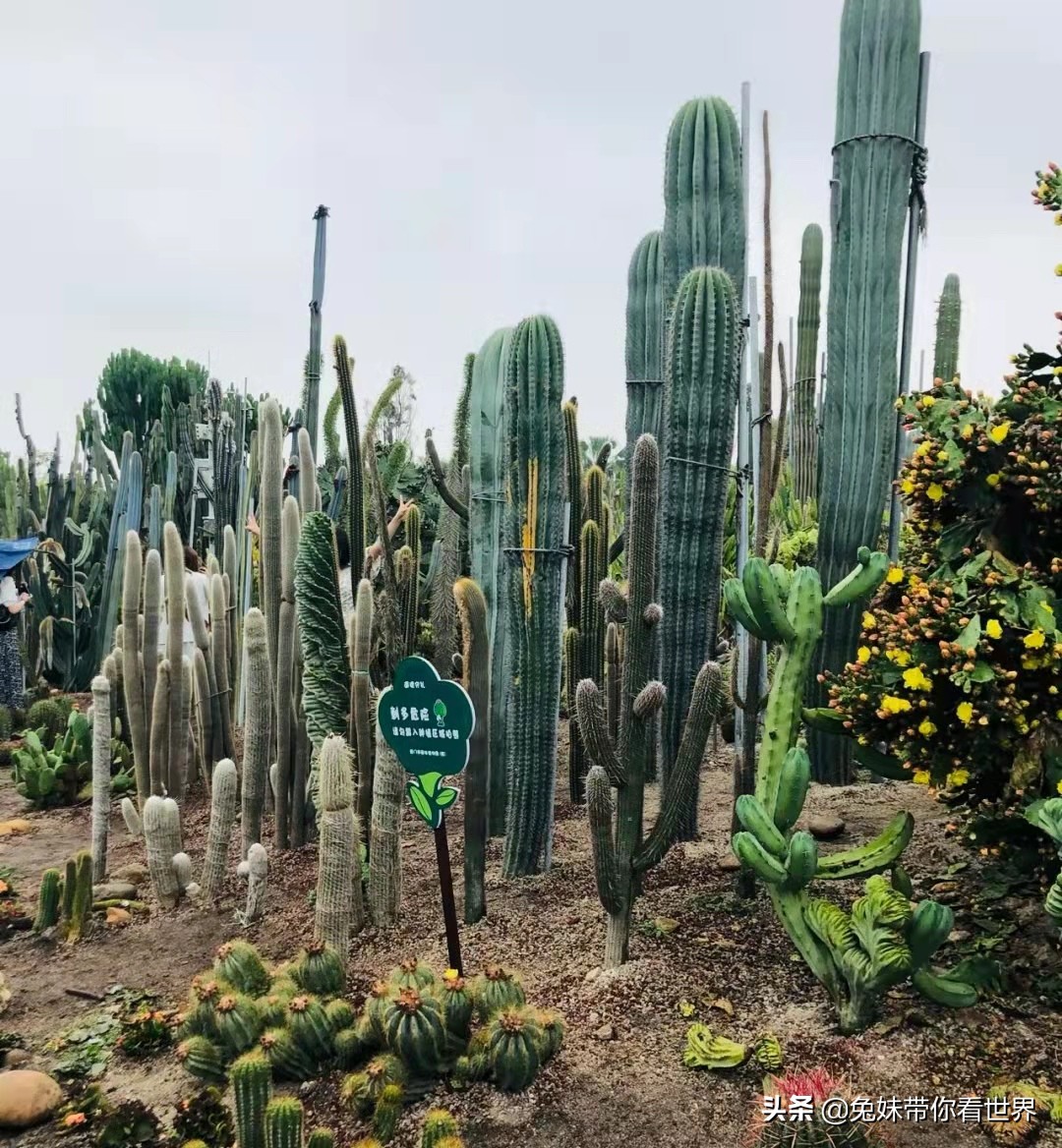 我的2020旅行回顾厦门鼓浪屿,我的厦门之旅完整版