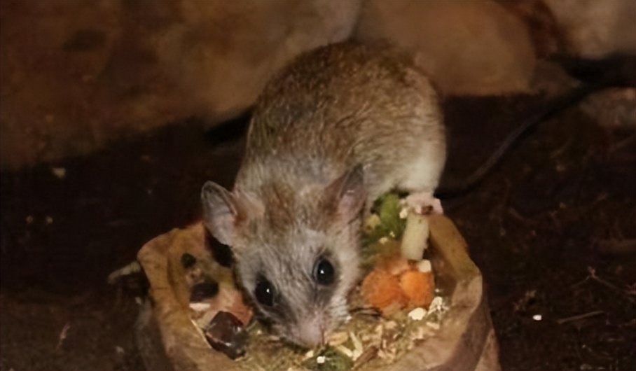 如何防止老鼠上自己床,家里有老鼠怎么判断老鼠的位置