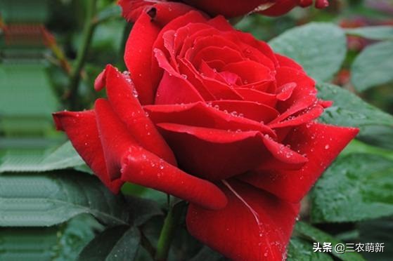 20种月季花图片大全,介绍月季花方法