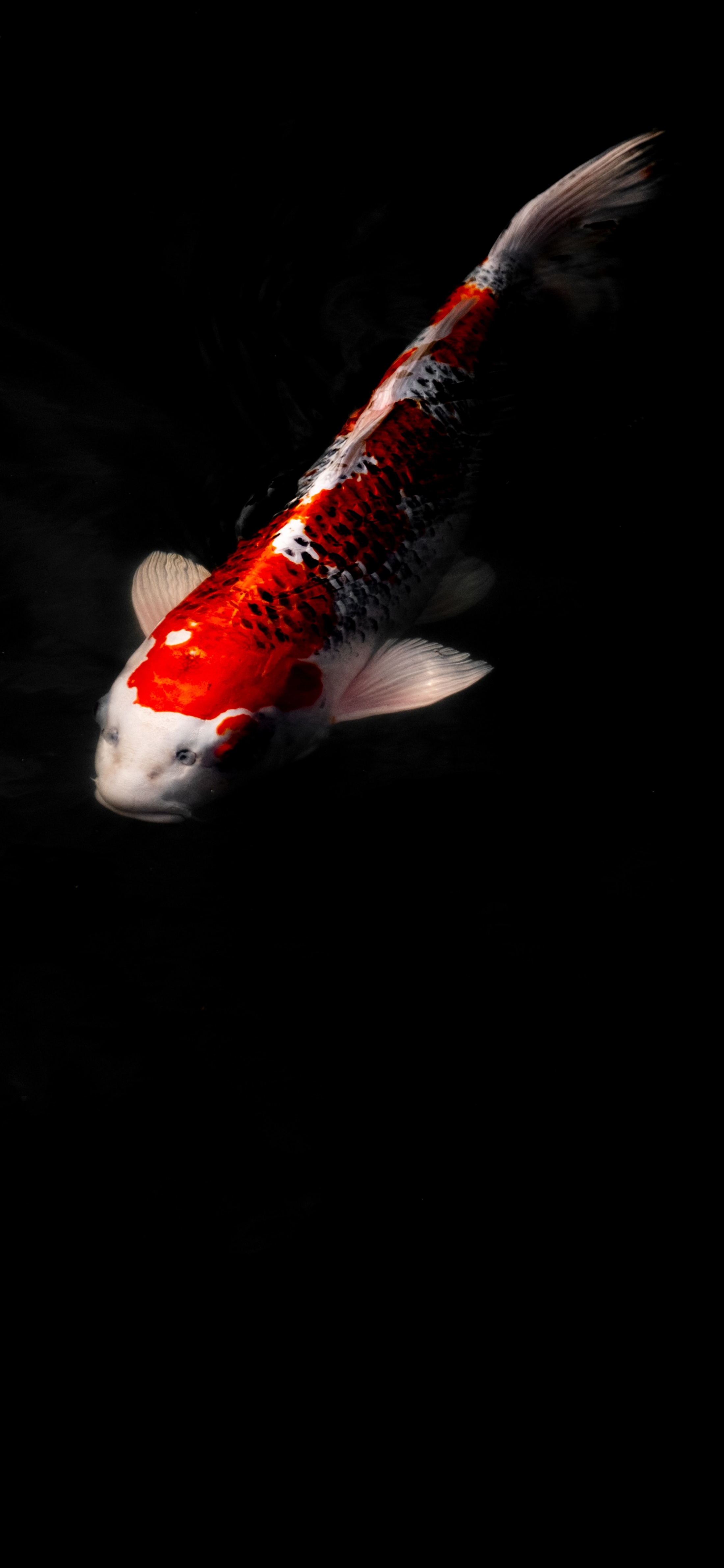 原图壁纸：鱼儿在海里游来游去，自由自在