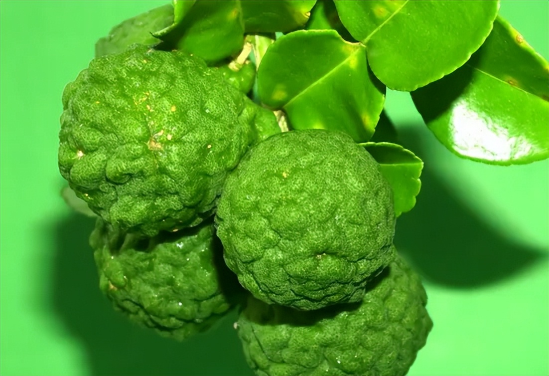 佛手瓜和佛手柑,佛手是佛手柑还是佛手瓜