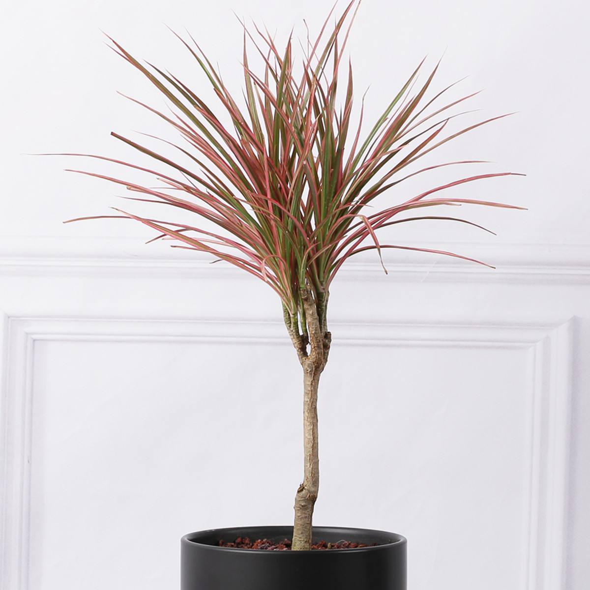 巴西木树好不好养,巴西木养的时间长了为什么要黑腐