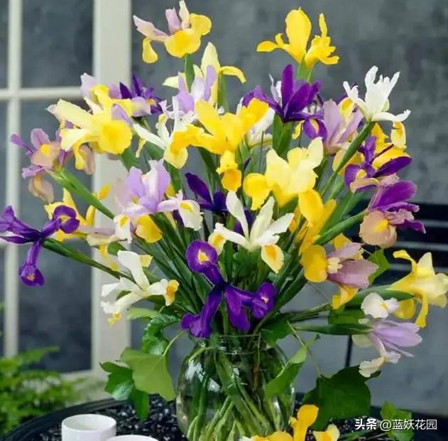 鸢尾花哪种比较好养,鸢尾耐寒品种