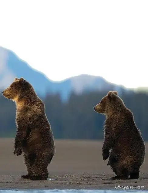 皮草东北,东北皮草大王