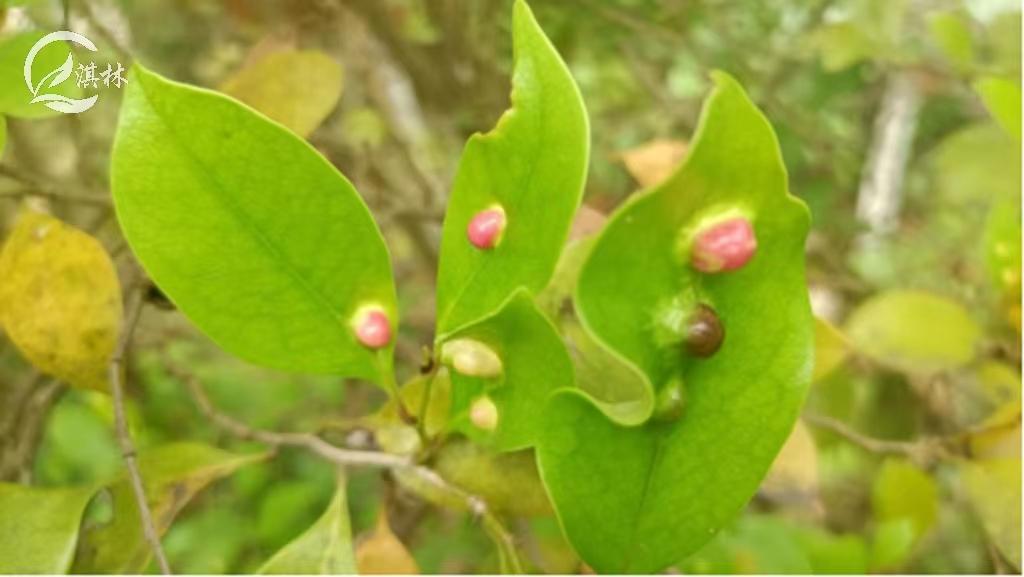 虫瘿机制,虫瘿怎么解决