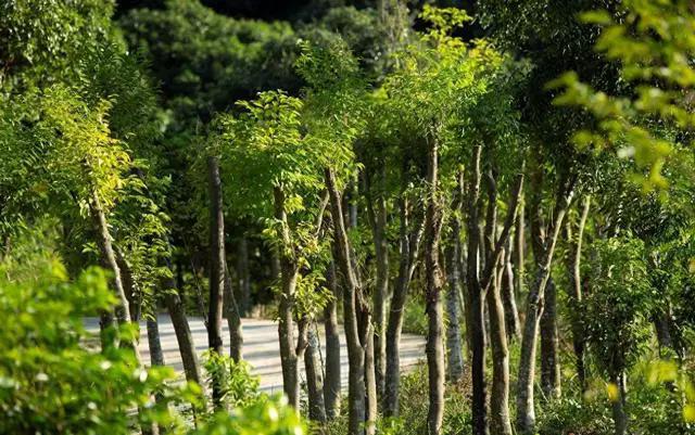 东莞特色莞香,东莞的莞香来历