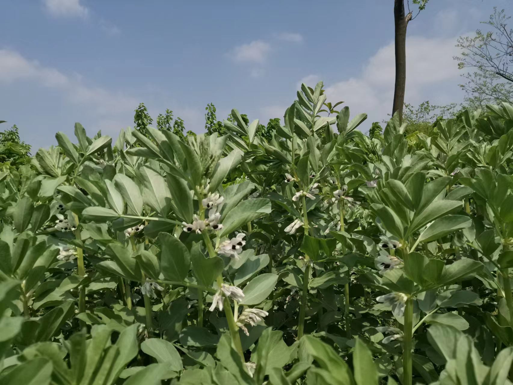 故乡留下太多的记忆,故乡留在我记忆深处的作文