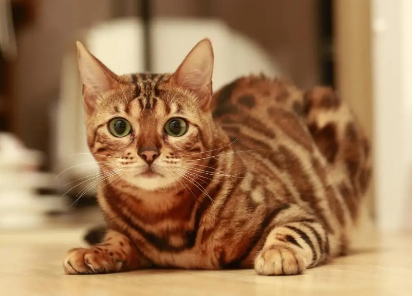 当十二星座遇见小猫咪会怎么样呢,十二星座的专属小猫咪