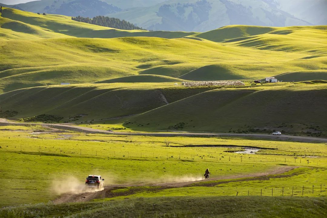 四月新疆伊犁草原,新疆伊犁野杏花最美人间四月天