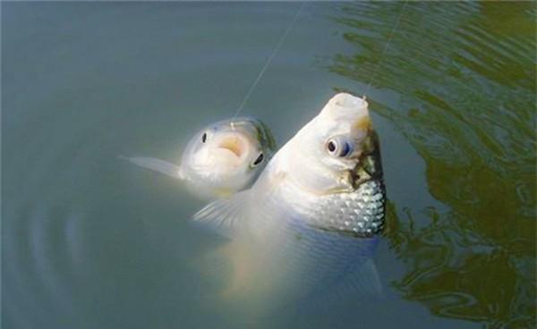 钓黄金鲫鱼用什么钩好,春天钓鲫鱼的正确方法与技巧