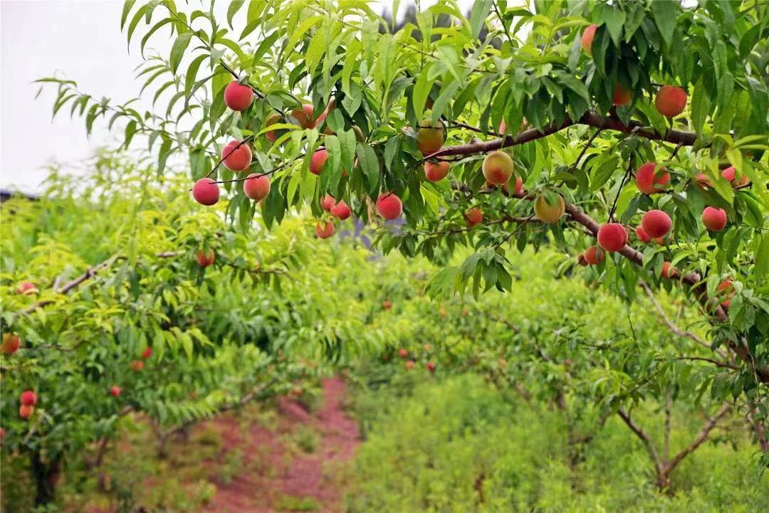 眉山采摘园推荐,眉山天府新区采摘园