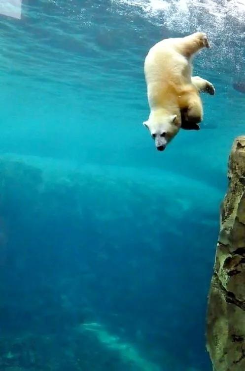 海底世界高清大图壁纸,手机动态海底世界鱼壁纸