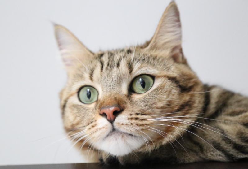 金色短毛猫是什么品种图片及价格,英国短毛猫品种分类标准图片大全