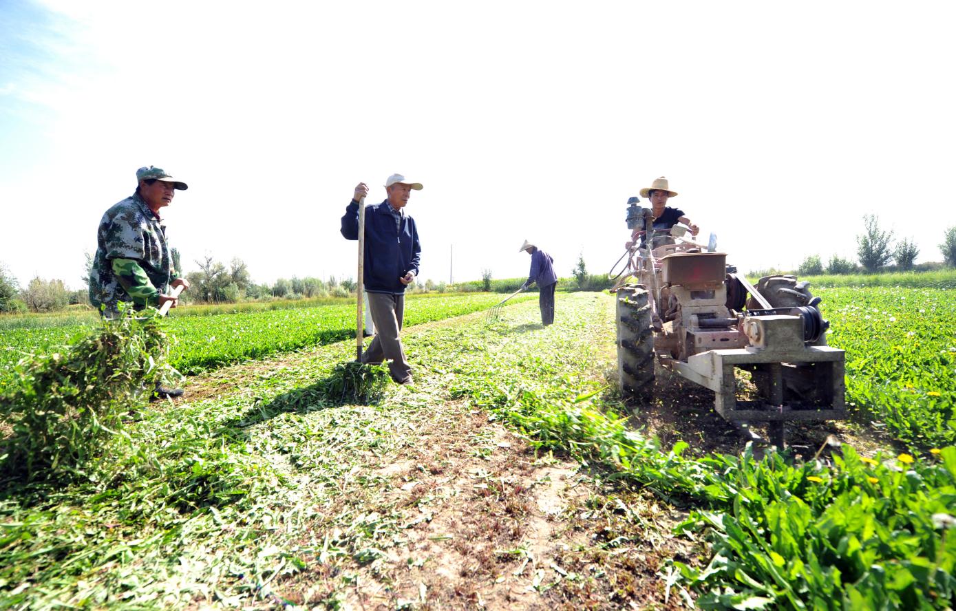 女老板种600亩蒲公英1年收6茬,跨行创业让杂草变宝,真能致富吗