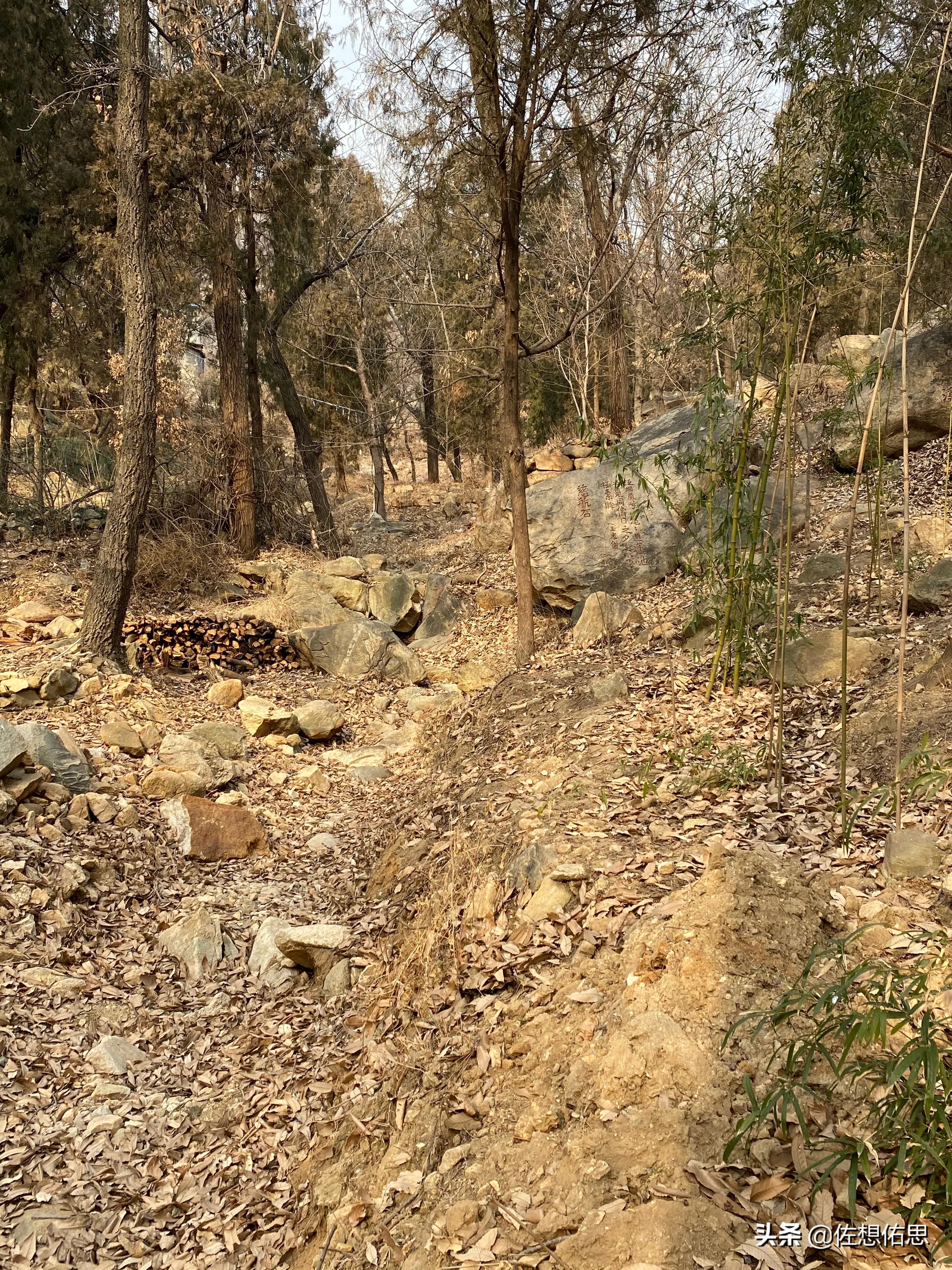 山东*安泰**普照寺东边的“荷花荡”是正在逐步修复吗？