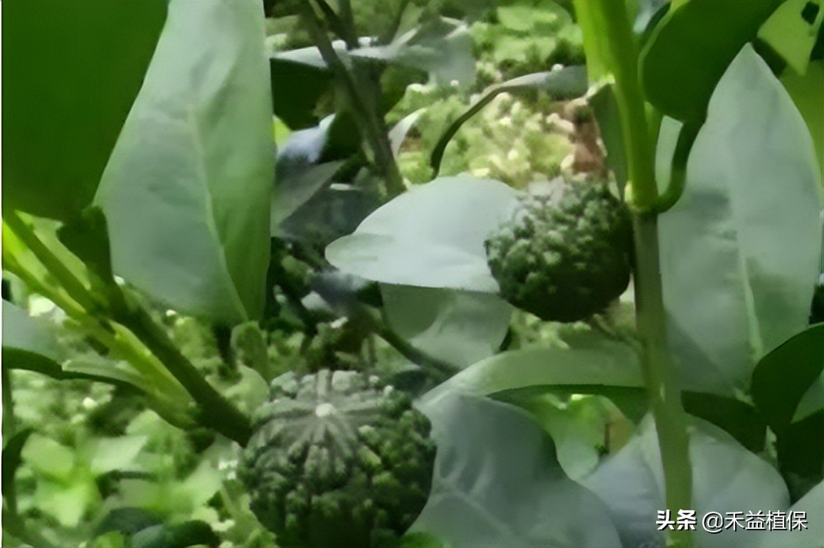 柑橘正确打药的方法和技巧,柑橘夏季打药五大禁忌